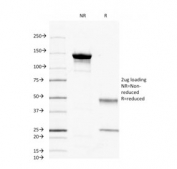SDS-PAGE Analysis of Purified, BSA-Free CD45 Antibody (clone 2B11). Confirmation of Integrity and Purity of the Antibody.
