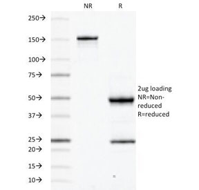 SDS-PAGE Analysis of Purified, BSA-Free CD45RB Antibody (clone PD7/26). Confirmation of Integrity and Purity of the Antibody.
