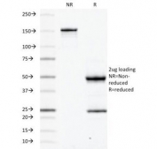SDS-PAGE Analysis of Purified, BSA-Free CD45RB Antibody (clone PD7/26). Confirmation of Integrity and Purity of the Antibody.