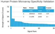 Analysis of HuProt(TM) microarray containing more than 19,000 full-length human proteins using Melamona antibody (clone NKI-beteb). These results demonstrate the foremost specificity of the NKI-beteb mAb. Z- and S- score: The Z-score represents the strength of a signal that an antibody (in combination with a fluorescently-tagged anti-IgG secondary Ab) produces when binding to a particular protein on the HuProt(TM) array. Z-scores are described in units of standard deviations (SD's) above the mean value of all signals generated on that array. If the targets on the HuProt(TM) are arranged in descending order of the Z-score, the S-score is the difference (also in units of SD's) between the Z-scores. The S-score therefore represents the relative target specificity of an Ab to its intended target.