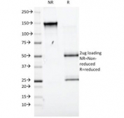 SDS-PAGE Analysis of Purified, BSA-Free CD98 Antibody (clone UM7F8). Confirmation of Integrity and Purity of the Antibody.