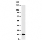 Western blot testing of human HeLa cell lysate with SUMO2/3 antibody (clone SM23/496).