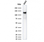 Western blot testing of human K562 cell lysate with CD43 antibody (clone DF-T1). Predicted molecular weight 45-135 kDa depending on glycosylation level.