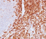 IHC staining of FFPE human spleen with CD43 antibody (clone DF-T1).