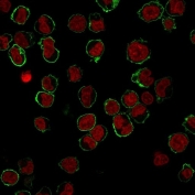 Immunofluorescence staining of human K562 cells with CD43 antibody (clone DF-T1, green) and NucSpot (red).