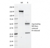 SDS-PAGE analysis of purified, BSA-free CD43 antibody (clone DF-T1) as confirmation of integrity and purity.