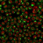 Immunofluorescent staining of human Jurkat cells with Transferrin receptor antibody (clone DF1513, green) and Reddot nuclear stain (red).
