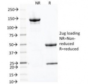 SDS-PAGE Analysis of Purified, BSA-Free Transferrin Receptor Antibody (clone 66IG10). Confirmation of Integrity and Purity of the Antibody.