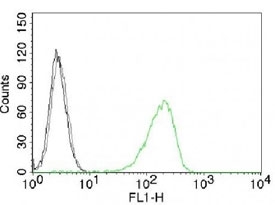 FACS testing of K562 cells with Alexa Fluor 488 conjugated Transferrin receptor antibody (green) and isotype control (gray).~