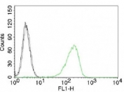 FACS testing of K562 cells with Alexa Fluor 488 conjugated Transferrin receptor antibody (green) and isotype control (gray).