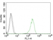 Flow cytometry testing of K562 cells with CF488 conjugated CD71 antibody (green, clone 66IG10), cells alone (black) and isotype control (gray).