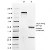 SDS-PAGE Analysis of Purified, BSA-Free Thyroglobulin Antibody (clone 6E1). Confirmation of Integrity and Purity of the Antibody.