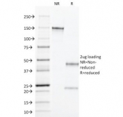 SDS-PAGE analysis of purified, BSA-free TGF alpha antibody (clone MF9) as confirmation of integrity and purity.