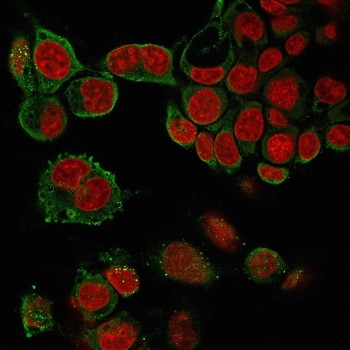 Immunofluorescent staining of PFA-treated human HepG2 cells with TNF alpha antibody (clone 4C6-H8, green) and Reddot nuclear stain (red).~