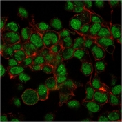 Immunofluorescent testing of PFA-fixed human HepG2 cells with SUMO1 antibody (green, clone SM1/495) and Phalloidin (red).