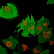 Immunofluorescent staining of permeabilized human T98G cells with PGP9.5 antibody cocktail (green, clone 31A3) and Nucspot (red).