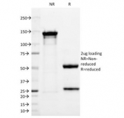 SDS-PAGE Analysis of Purified, BSA-Free UchL1 Antibody (clone 13C4). Confirmation of Integrity and Purity of the Antibody.