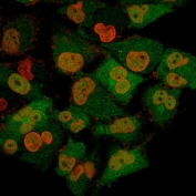 Immunofluorescent staining of permeabilized human T98G cells with UchL1 antibody cocktail (green, clone 13C4) and Nucspot (red).