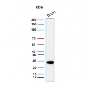 Western blot testing of human brain lysate with UchL1 antibody (clone 13C4). Predicted molecular weight ~25 kDa.