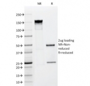 SDS-PAGE analysis of purified, BSA-free FGF-23 antibody (clone FGF23/638) as confirmation of integrity and purity.