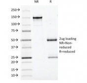 SDS-PAGE analysis of purified, BSA-free Bcl10 antibody (clone BL10/411) as confirmation of integrity and purity.