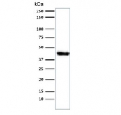 Western blot testing of human endometrium muscle lysate with Muscle Actin antibody (clone HHF35).