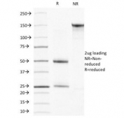 SDS-PAGE analysis of purified, BSA-free Muscle Actin antibody (clone HHF35) as confirmation of integrity and purity.
