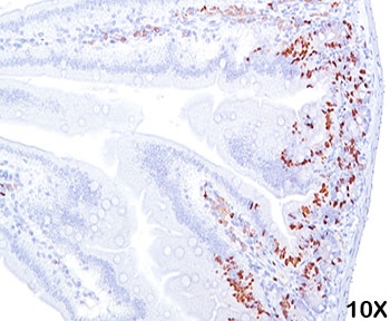 IHC staining of mouse intestine tissue (10X) with BrdU antibody (BRD469).~