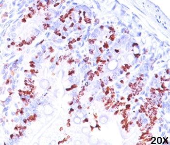 IHC staining of mouse intestine tissue (20X) with BrdU antibody (BRD469).