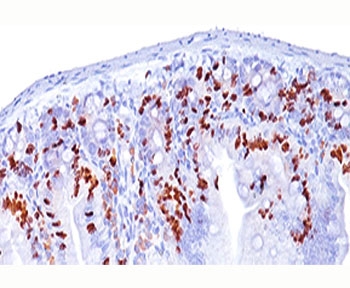 IHC staining of mouse intestine tissue (10X) with BrdU antibody (BRD494).