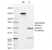 SDS-PAGE Analysis of Purified, BSA-Free Cytokeratin 8/18 Antibody Cocktail (clones K8.8 + DC10). Confirmation of Integrity and Purity of the Antibody.