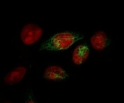 Immunofluorescent staining of MeOH-fixed human HeLa cells with HMW Cytokeratin antibody (clone 34BE12, green) and Reddot nuclear stain (red).