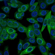 Immunofluorescent staining of permeabilized human HeLa cells with Multi Cytokeratin antibody (clone C11, green) and DAPI nuclear stain (blue).