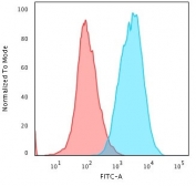 Flow cytometry testing of permeabilized human HeLa cells with Multi Cytokeratin antibody (clone C11); Red=isotype control, Blue= Multi Cytokeratin antibody.