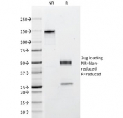 SDS-PAGE analysis of purified, BSA-free Multi Cytokeratin antibody (clone C11) as confirmation of integrity and purity.