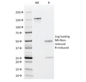 SDS-PAGE analysis of purified, BSA-free EBV Early Antigens antibody (clone 1108-1) as confirmation of integrity and purity.