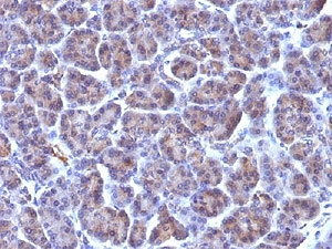 IHC: Formalin-fixed, paraffin-embedded human pancreas stained with Golgi antibody (clone 371-4).~