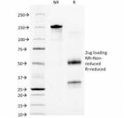 SDS-PAGE Analysis of Purified, BSA-Free Granulocyte Marker Antibody (clone BM-2). Confirmation of Integrity and Purity of the Antibody.