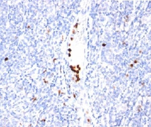 IHC staining of tonsil tissue with Granulocyte Marker antibody (clone BM-2). Note specific cytoplasmic staining.~
