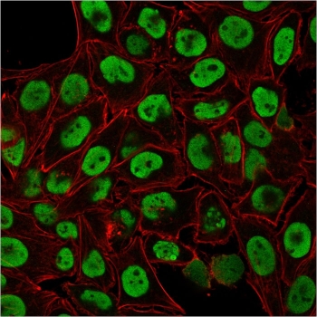 ICC staining of paraformaldehyde-fixed human MCF7 cells with Nuclear Antigen antibody (green, clone 235-1) and counterstained with Phalloidin (red).