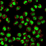 ICC staining of paraformaldehyde-fixed human K562 cells with Nuclear Antigen antibody (green, clone 235-1) and counterstained with Phalloidin (red).