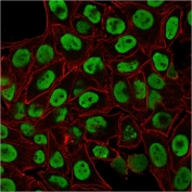 ICC staining of paraformaldehyde-fixed human HeLa cells with Nuclear Antigen antibody (green, clone 235-1) and counterstained with Phalloidin (red).