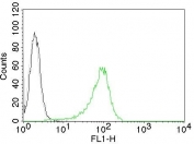 Intracellular flow cytometry testing of human 293T cells with Human Nuclear Antigen antibody; Black=cells alone, Gray=isotype control, Green= Human Nuclear Antigen antibody.