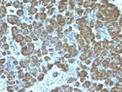 IHC testing of FFPE human pancreas with Mitochondrial Marker antibody (clone 113-1)