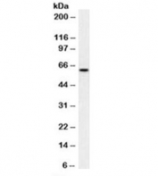 Western blot testing of human HeLa cell lysate with Mitochondria antibody (clone MTC02).