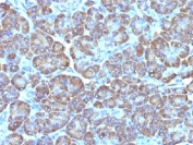 IHC testing of FFPE human pancreas with Mitochondria antibody (clone MTC02)