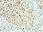 IHC testing of FFPE human tonsil with Mitochondria antibody (clone MTC02)