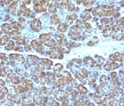 IHC testing of FFPE human pancreas with Mitochondrial antibody (clone MTC719)
