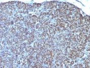 IHC testing of FFPE human pancreas with Mitochondria marker antibody (clone MTC754).