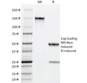 SDS-PAGE Analysis of Purified, BSA-Free Myeloid Cell Marker Antibody (clone BM-1). Confirmation of Integrity and Purity of the Antibody.